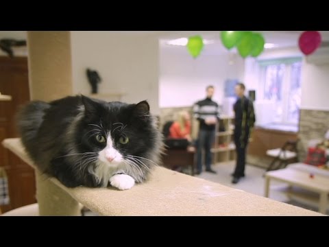 В челябинском кафе предлагают играть с кошками(новости)