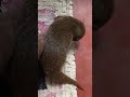 Mongoose: The Story Of An Unlikely Predator | Our WorldAsian mongoose / cute baby mongoose , amazing