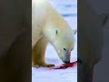 Where did I go? Polar bear, did we become friends? #savearcticanimals