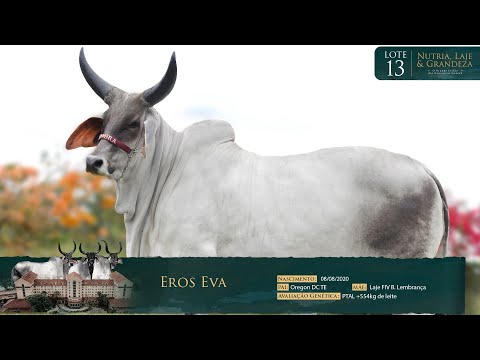 LOTE 13 - EROS EVA - EROS 118