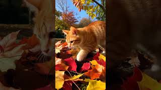 This Cat Discovers Fall Leaves for the First Time!