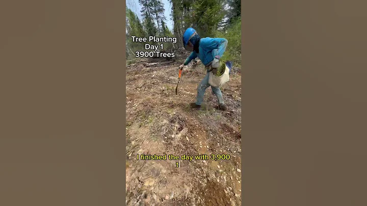 104$ an hour planting trees