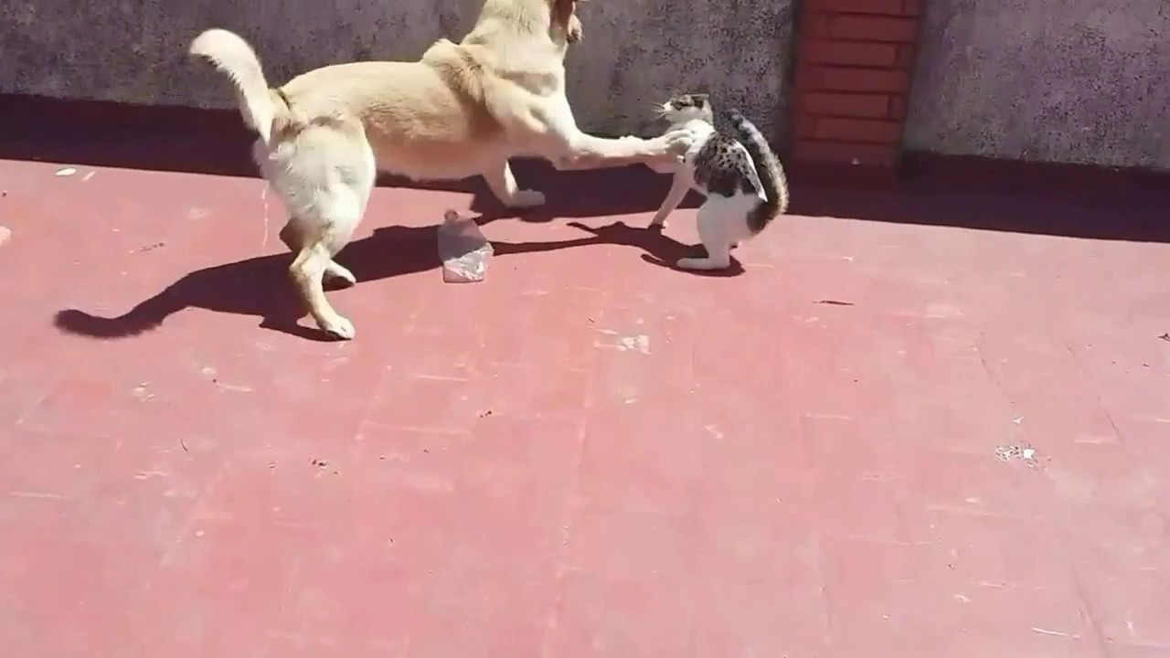 Gran Pelea de Perro con Gato - YouTube