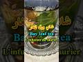 شاي أو منقوع ورق الغار الرند ورق سيدنا موسى Bay Leaf Tea L Infusion Du Laurier Shorts Short Video شاي أو منقوع ورق الغار الرند ورق سيدنا موسى Bay Leaf Tea L Infusion Du Laurier Shorts Short Video