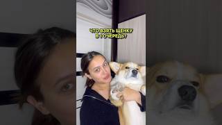 Что купить для щенка?🐶Отпугивающий спрей wb: 453153129, нейтрализатор wb: 259022384