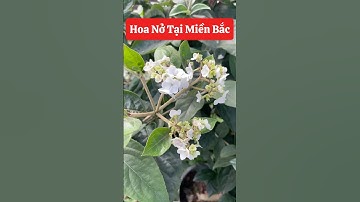 Cẩm Tú Cầu Thân Gỗ nhà em đã nở rồi các bác ạ☎️092.391.6866 #nhavuonngoclam