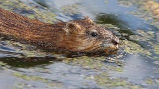 водяная крыса водяная крыса