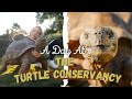 How you can help save Tortoises | CHARLY Jordan x Forrest Galante