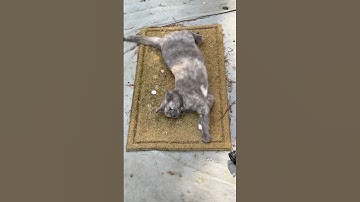 Mushi enjoying catnip on the outdoor rug #cats #tortie #tortoiseshellcat #tortiecats #tortiecat