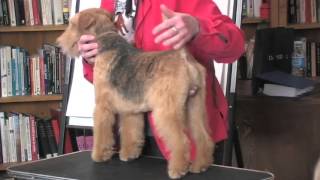 The Lakeland Terrier  Breed Education  Part 5