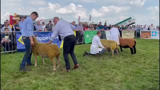 Radley secures consecutive wins in Ayr Show sheep competition
