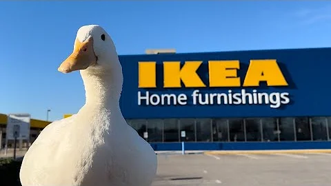 i took my duck to IKEA