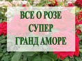 Все о СУПЕР ГРАНД АМОРЕ!!  СМОТРЕТЬ ДО КОНЦА!! И Вы все узнаете!!