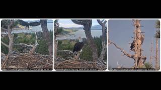 Delivery to the branch; Shadow guards the nest and waits...23.07.2026 @FOBBVCAM