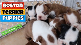 Boston Terrier Puppies 4 Weeks Old | Puppy Update