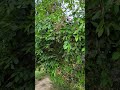 #nature #nature 🌿🍃#beautiful #trending 🔥🔥