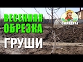 Как правильно обрезать грушу / Обрезка груши весной