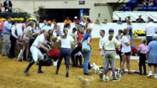 Jack Russell Terrier Race - Roanoke Valley Horse Show 2011