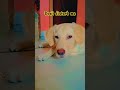 #funny #labrador #reels #newyoutuber #petsrule #puppyvideos #shortsfeed #petshub #puppypic #shorts