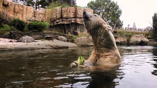 Bear Den Of Zen Bliss Break