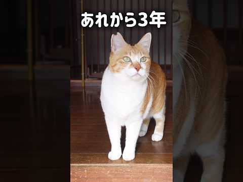 推し猫グランプリ第一位👑みんな沢山の応援ありがとう😭#元野良猫チャチャ #猫武将 #ねこ #ネコ #猫 #猫侍 #チャチャ