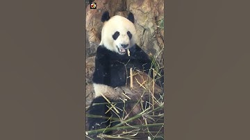 Cute Panda Sound 🐼