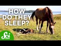 8 Strange Animal Sleeping Habits