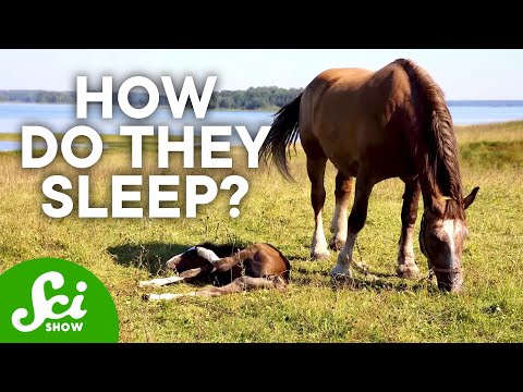 Video: How Do Animals Sleep