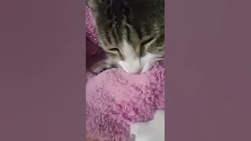 ¿Mi gato cree que soy su bebé?