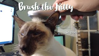 Brushing a Siamese Cat