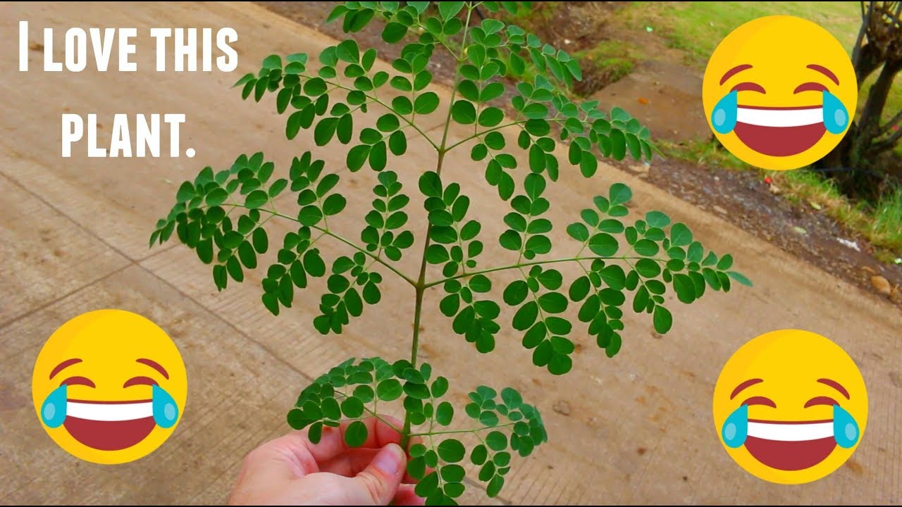 The Philippines Miracle Plant? (Malunggay/Moringa)