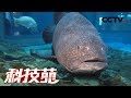 《科技苑》吃菠萝皮嚼豆渣 多长百斤肉 大鱼保暖睡沙床 20190314 | CCTV农业