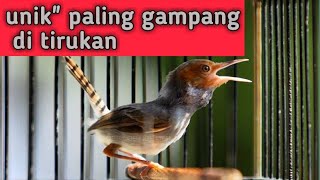 masteran pemancing prenjak paling ampuh