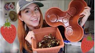 Plant with me! Bareroot Strawberries by Don't Kale My Vibe 733 views 1 year ago 7 minutes, 24 seconds