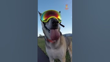 Doggles - When Fashion Meets Practicality and Printing $$$
