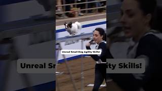Unreal Small Dog Agility Skills!