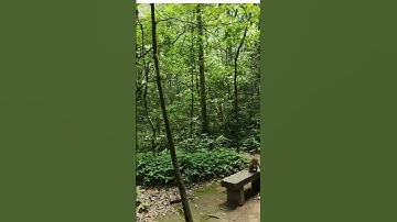 #shorts#trending #youtube# baby monkey#climbing tree