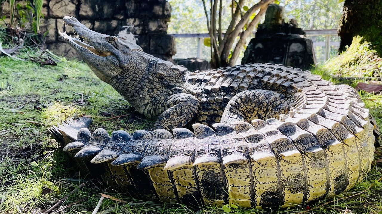 Moving Blondie & Sultan’s babies back home‼️ VLOGMAS DAY 23‼️‼️