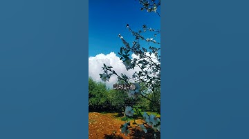 مِّنَ الْمُؤْمِنِينَ رِجَالٌ صَدَقُوا مَا عَاهَدُوا اللَّهَ عَلَيْهِ ۖ ☝🏻🤍 | القارئ محمد اللحيدان 🤍