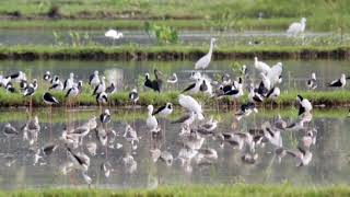 Suara burung Sawah/Rawa