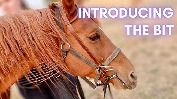 Bridling a horse for the first time | Training Journal