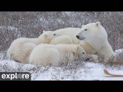 ツンドラバギー・ロッジ 北(Polar Bear Tundra Buggy Lodge North) のライブ映像
