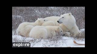 ツンドラバギー・ロッジ 北(Polar Bear Tundra Buggy Lodge North) のライブ映像
