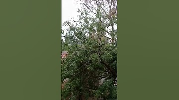 سورة الواقعة القارئ عمير شميم #اكسبلور #المصحف #لايك #القرآن_الكريم  #الواقعة #الرزق #المطر