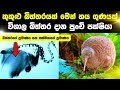 කුකුළු බිත්තර වගේද මේ පුංචි කුරුල්ලාගේ බිත්තර | Kiwi eggs sinhala | 6 times bigger than chicken eggs