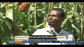 Official Release of Merera Sorghum Seed in Ethiopia (Oromo/English)