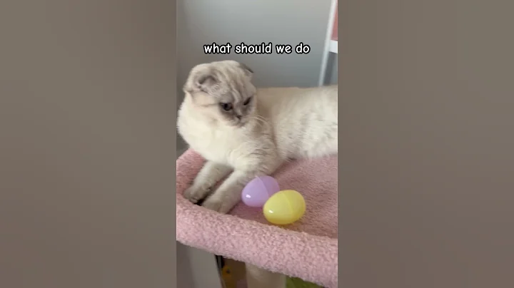 Watch the video about Easter - why Eggs? 🤷‍♀️ #kikicutekitty #relatable #funny #easter #eggs #tradition #why #bunny