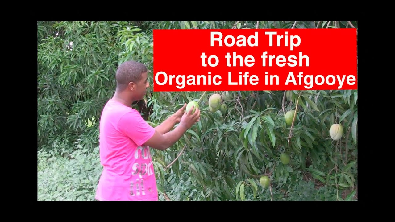 SOMALIA VLOG | My Mogadishu Summer:  FRESH AFGOOYE!