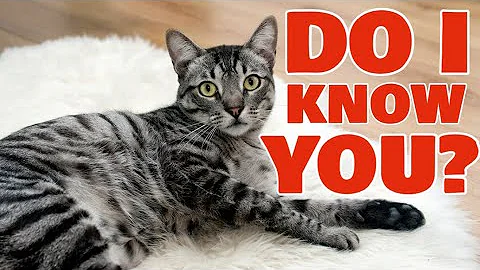 CAN CATS RECOGNIZE THEIR OWNERS?