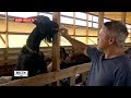 От козы до сыроварни: развитие фермерского хозяйства в Сочи